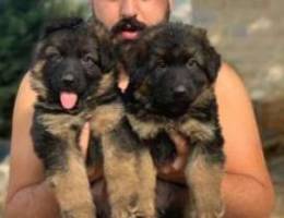 Long hair german dogs