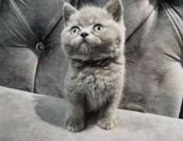 British male kitten pure 100 % healthy and...