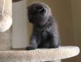 scottish fold kitten