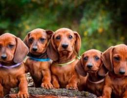 Red-haired girls and boys of a dwarf dachs...