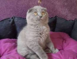 Nikita Blue Scottish Fold boy