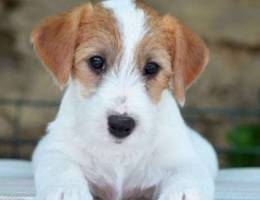 Hard-haired boy Jack Russell Terrier, age ...