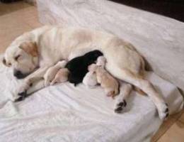 Labrador puppies