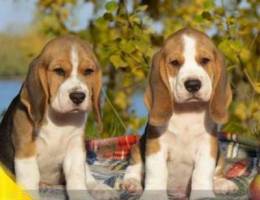 The beagle kennel offers puppies (document...