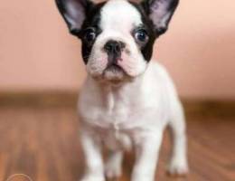 B&W French Bulldog