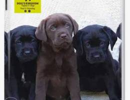 Labrador puppies for reservations