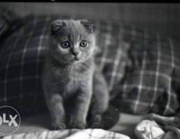 Blue Scottish Fold Baby