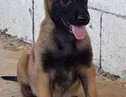 Top male malinois