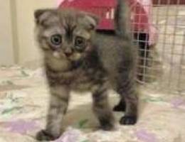 Tabby gray female scottish fold