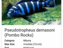 Fish for Sale / Pseudotropheus Demasoni (p...