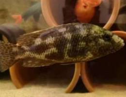 Fish for sale / Nimbochromis Polystigma