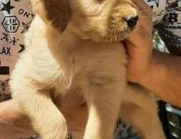 Golden retriver bear face gold color