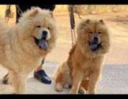 chow chow