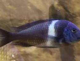 Aquarium fish for sale / Tropheus Duboisi