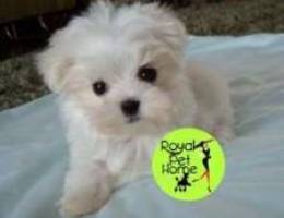 MINI White Bichon _.