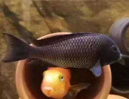 Aquarium fish for sale / Tropheus Moorii