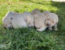 golden puppies