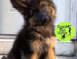 German Shepherd !! Puppies IMPORTED