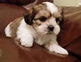 Bichon maltese teddy bear