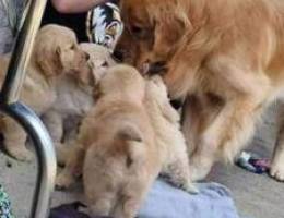 puppies golden retriever