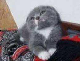 Scottish fold female 2 month