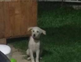 male Puppy vaccinated (berger swiss & Labr...