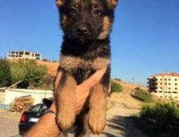 german shepherd