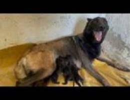 malinois puppies available for reservation