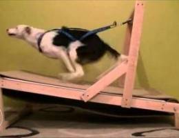 dog treadmill