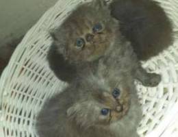 Persian kittens