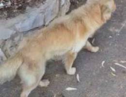 golden retriever mta3am oomor 7 chour