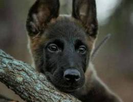 Malinois puppies available