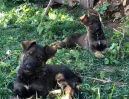 german shepherd puppies sable