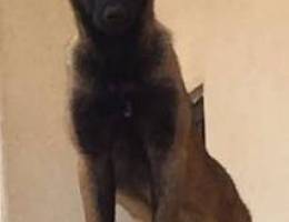 malinois dogs male 7 month for sale