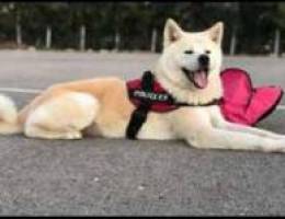 Akita Shiba Inu