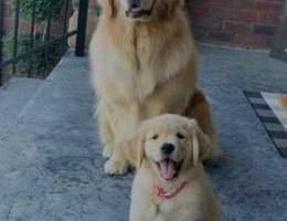 Pure breed golden retriever