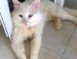 Angora White pure cat with green eyes