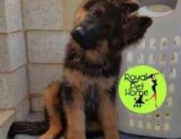 German Shepherd IMPORTED _Berger