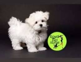 Maltese Bichon Puppy _- Whittte -_