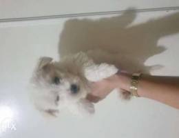 White bichon maltese