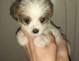 Mini tiny bichon maltese