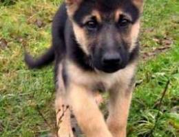 German shepherd