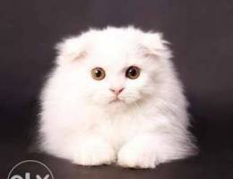 White kitten Scottish