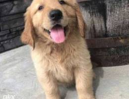 Golden Retriver