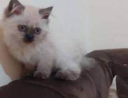 Kitten Himalayan chocolate 80 $