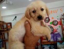 Golden retriver gold color