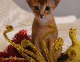 Abyssinian Bright color in a mink coat.