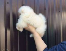 Pomeranian Children from two litters are o...