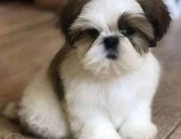 Gorgeous Shih Tzu kids