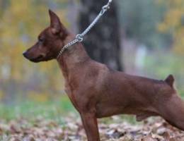 Miniature Pinscher , red-haired, graceful,...